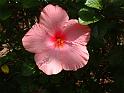Hibiscus Pink Single 